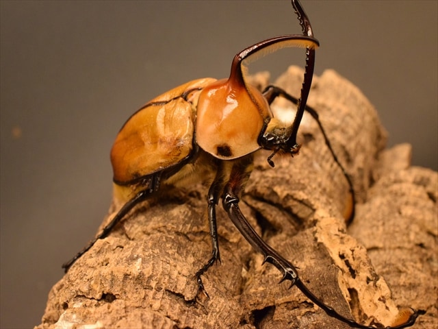 ♂単品】ゴロファポルテリ（ノコギリタテヅノカブト）【新成虫Lサイズ