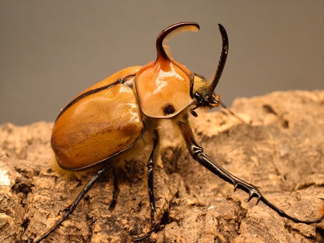 ♂単品】ゴロファポルテリ（ノコギリタテヅノカブト）【新成虫Mサイズ