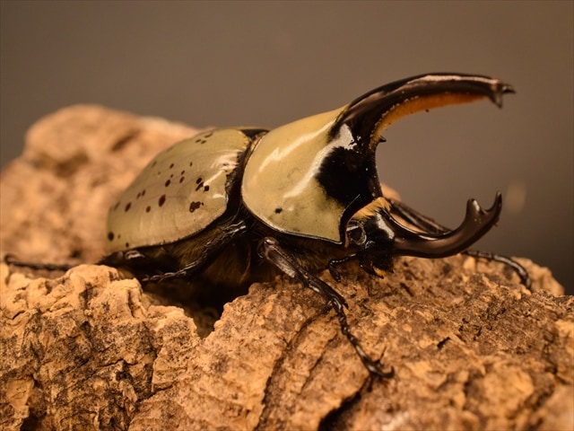 即ブリ可】グラントシロカブト70mmペア | 外国産カブトムシ 成虫 | 極