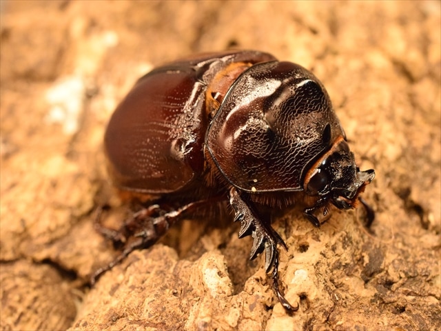 チリ産　ミヌタタテヅノカブト　25mm 外国産カブトムシ 成虫,ミツノカブト | 極