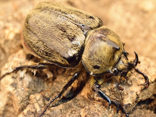 ♂単品】ボグティヒメゾウカブト | 外国産カブトムシ 成虫 | 極