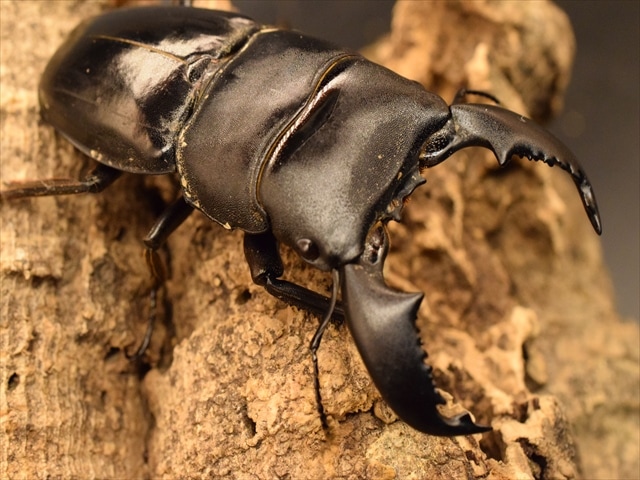 【新成虫】スマトラオオヒラタクワガタ74ｍｍペア