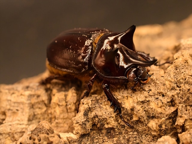 チリ産　ミヌタタテヅノカブト　25mm ☆フタマタ！スリナムミツノカブト♂41mmペア☆ - INSECT ULTIMA