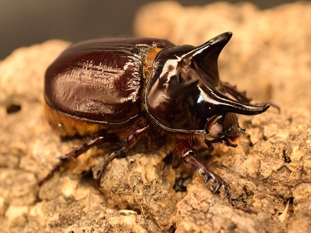 【ホワイトアイ血統】スリナムミツノカブト成虫42ｍｍペア