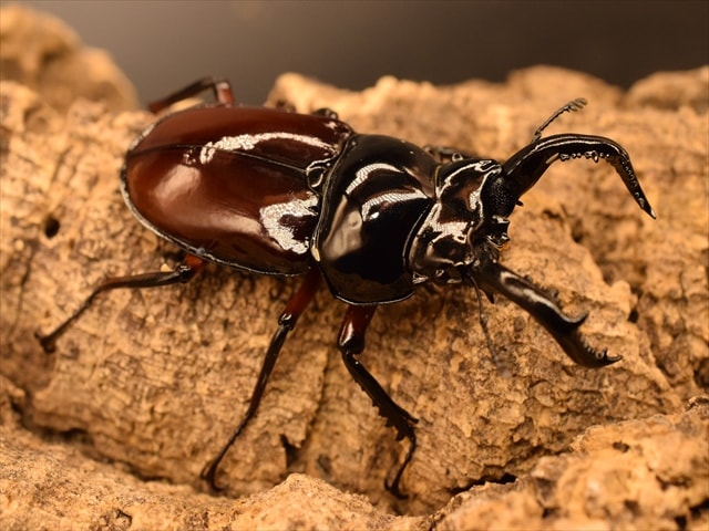 オベルチュールクワガタモドキ 65mm up 標本 標本 中国産 オーベルチュールクワガタモドキ ♂59．3、♀60．3