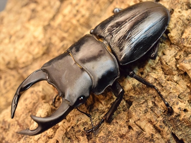 国産オオクワガタ（久留米産）70ｍｍペア【新成虫】