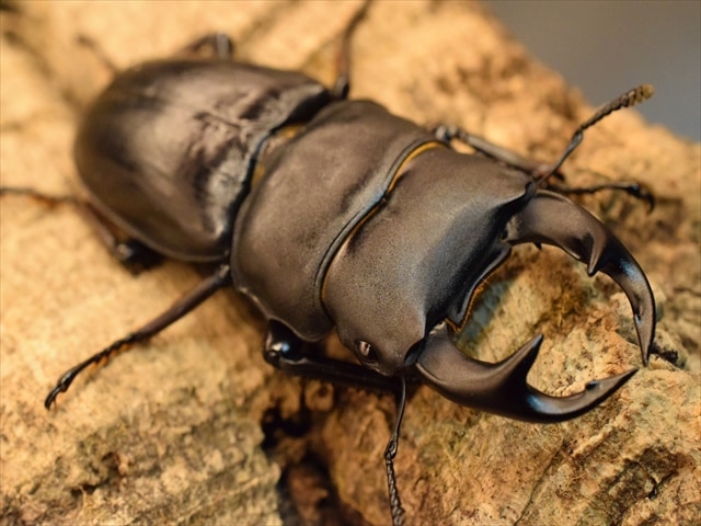 国産オオクワガタ（久留米産）61ｍｍペア【新成虫】