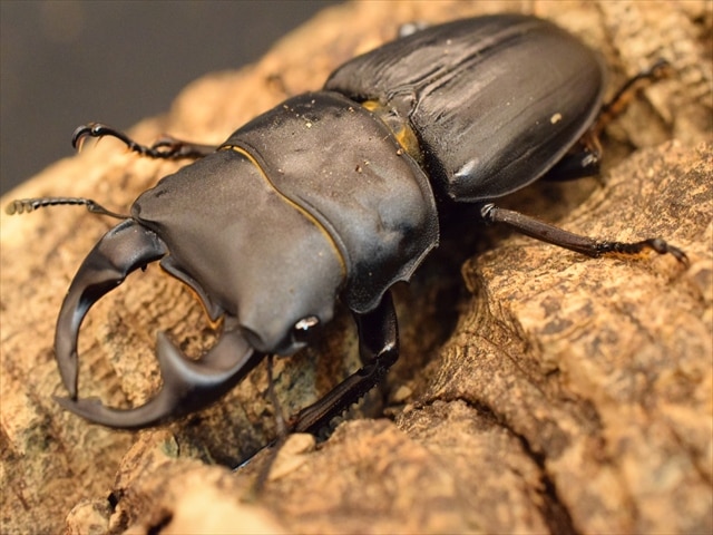 久留米産オオクワガタ♂82mm 標本 久留米産オオクワガタ♂82mm 標本 - メルカリ