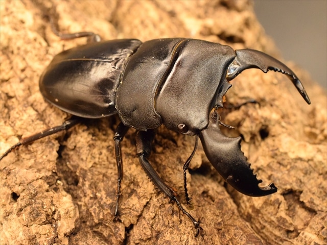 新成虫】スマトラオオヒラタクワガタ78mmペア | 外国産クワガタ 成虫