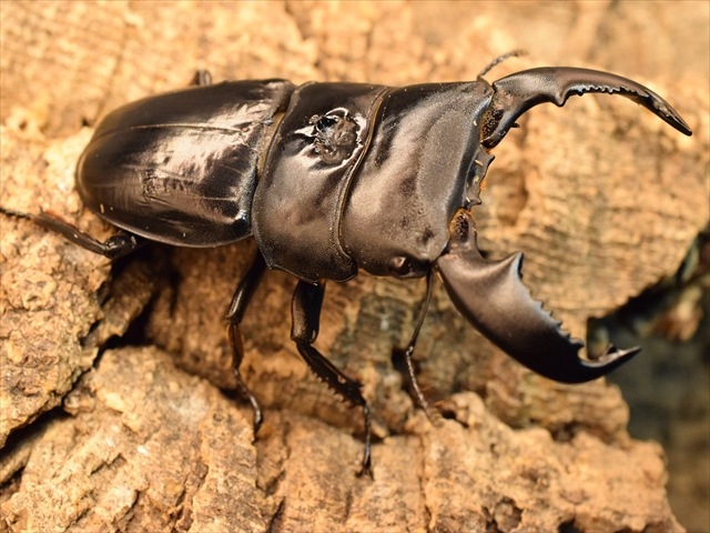 新成虫】スマトラオオヒラタクワガタ80mmペア | 外国産クワガタ 成虫