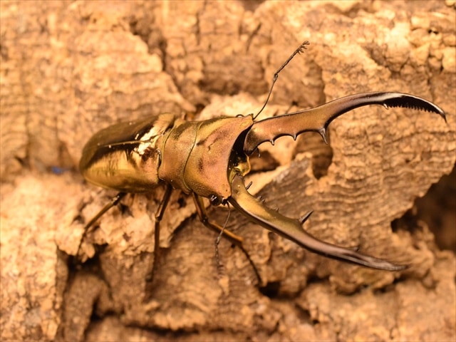 メタリフェルホソアカクワガタ71ｍｍ産卵安心セット