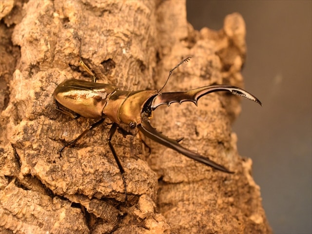 メタリフェルホソアカクワガタ68ｍｍ産卵安心セット