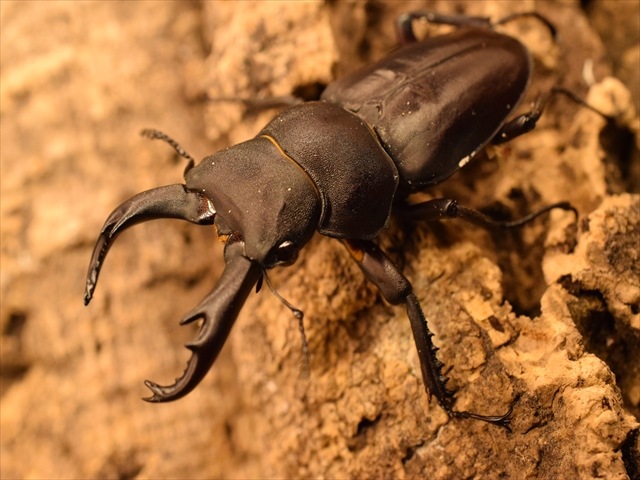 タンザニア産　ウムハンノコギリクワガタ　63mm 31mm タンザニア産 ウムハンノコギリクワガタ 63mm 31mm <0829z昆虫