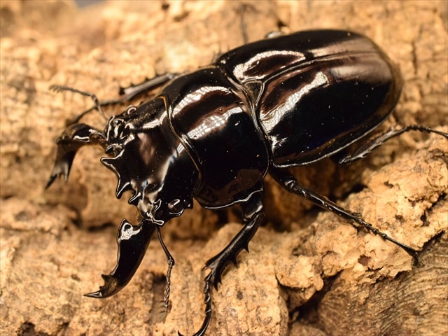 タランドゥス（タランドス）オオツヤクワガタ71mm成虫ペア | 外国産