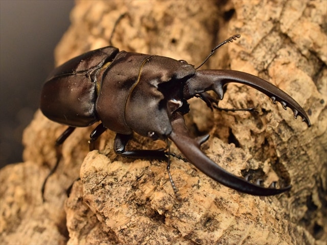 新成虫】レニノコギリクワガタ57mmペア | すべての商品 | 極