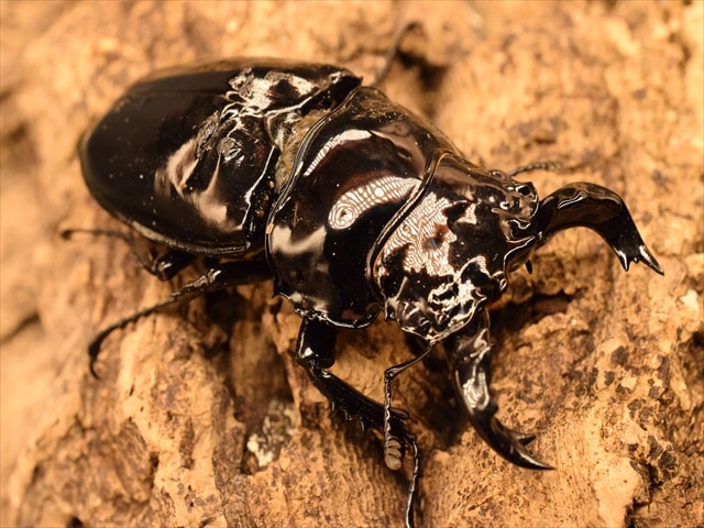 タランドゥス（タランドス）オオツヤクワガタ73ｍｍ成虫ペア