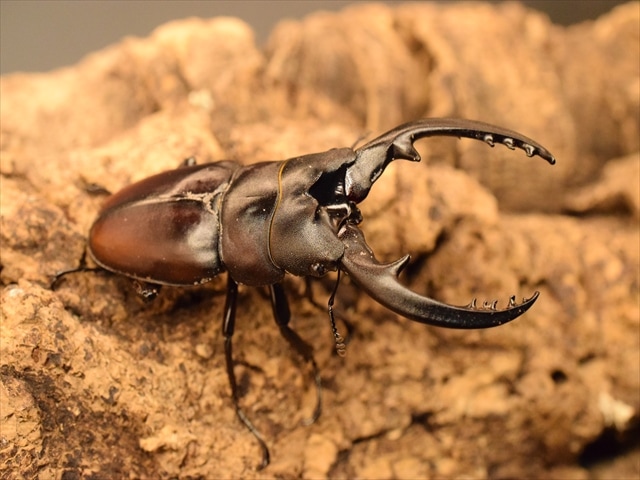 レニノコギリクワガタ60mm爆産セット | すべての商品 | 極