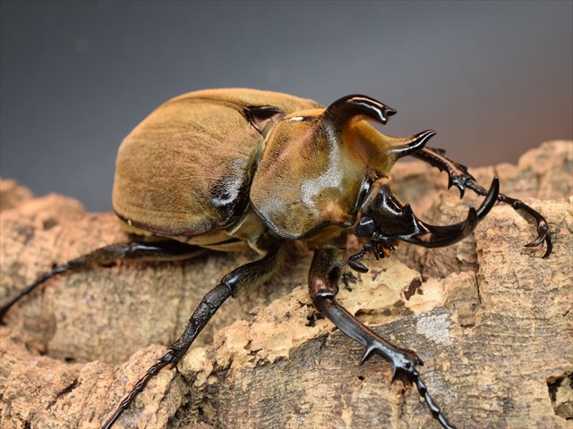 【大型】ギアスルンバッシャー93mmペア【新成虫】