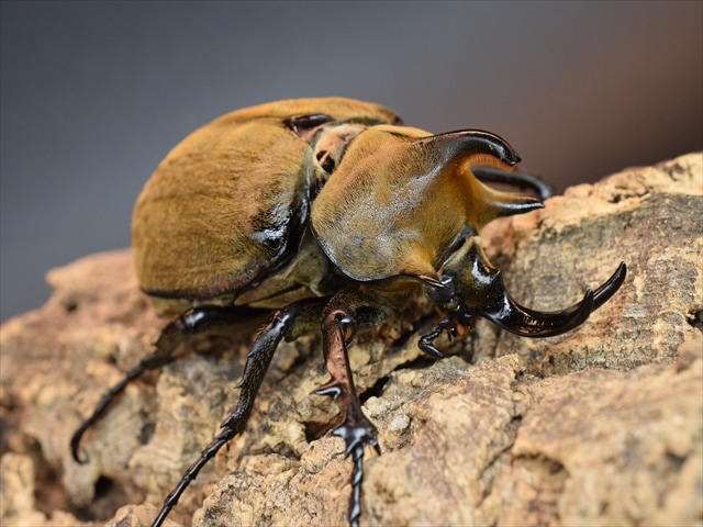 【希少】ギアスルンバッシャー88mmペア【新成虫】