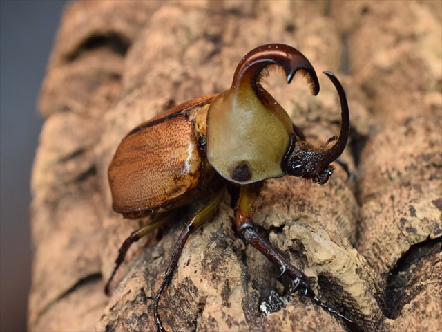 【新成虫】ゴロファクラビゲール58ｍｍペア