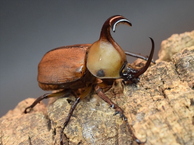 【新成虫】ゴロファクラビゲール58ｍｍペア