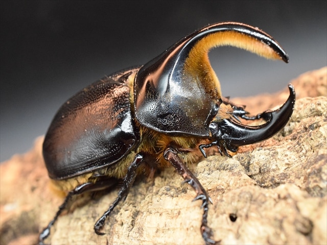 【新成虫】サタンオオカブト83ｍｍペア