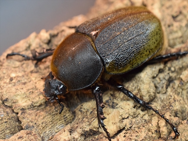 【即ブリ】ＤＨヘラクレス【♀71ｍｍ単品】