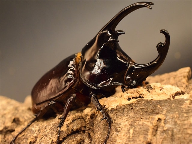 新成虫】ケンタウルスオオカブト78mmペア | 外国産カブトムシ 成虫 | 極