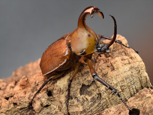 【爆産セット】ゴロファクラビゲール58ｍｍ