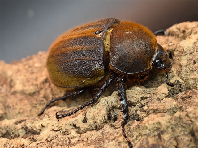 【即ブリ】ＤＨヘラクレス【♀69ｍｍ単品】