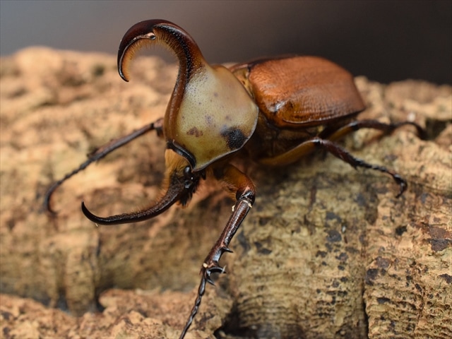 【爆産セット】ゴロファクラビゲール58ｍｍ