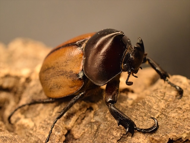 ☆大人気！超貴重種！フンボルト・ヒナカブト初2令4頭セット☆ ☆大人気！超貴重種！フンボルト・ヒナカブト初令4頭セット 大人気！超