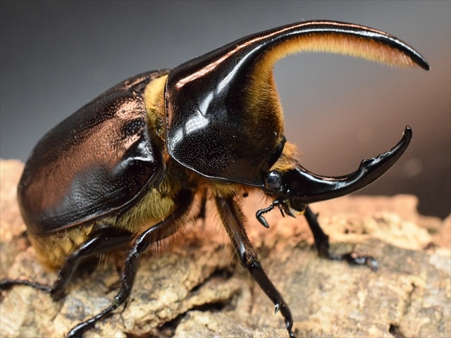 【新成虫】サタンオオカブト95ｍｍペア