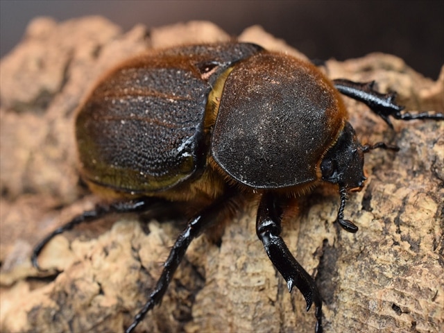 【即ブリ】ＤＨヘラクレス【♀69ｍｍ単品】