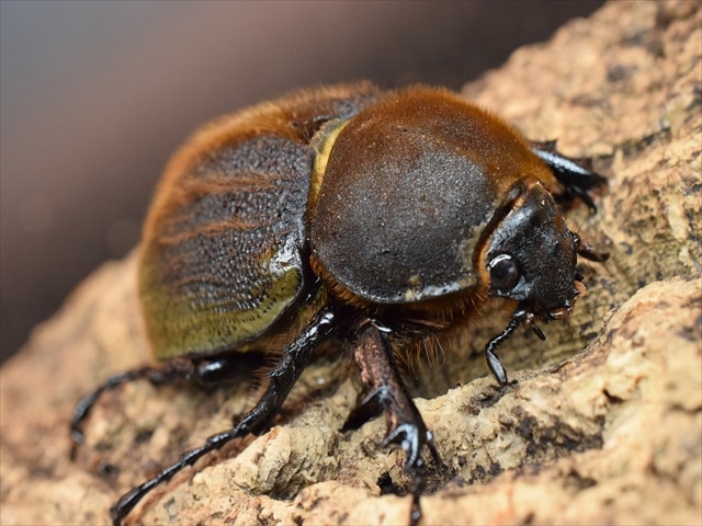 【即ブリ】ＤＨヘラクレス【♀59ｍｍ単品】