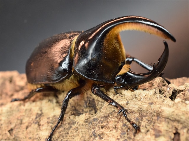 新成虫】サタンオオカブト95mmペア | すべての商品 | 極