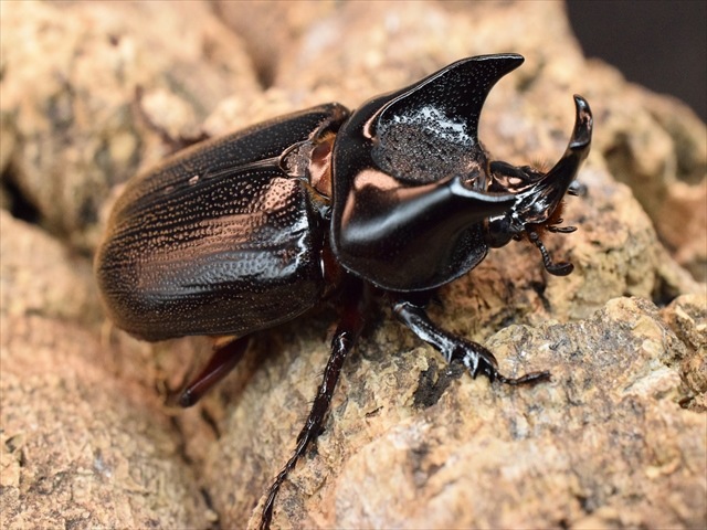 セスジタカネミナミカブト コレクションシリーズセスジタカネミナミ