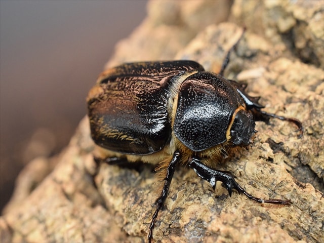 【♀単品】テルシテスヒメゾウカブト33mm