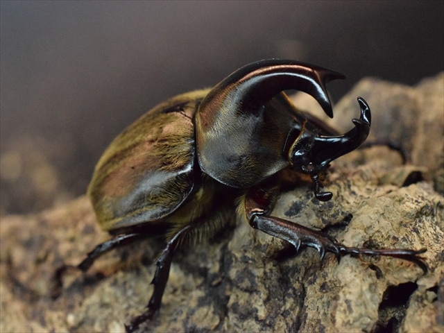 【♂単品】ケブカヒメカブト48ｍｍ