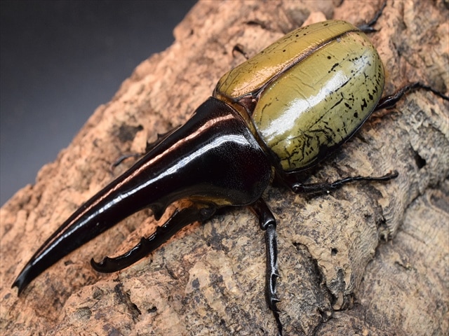 【極太完品】ＤＨヘラクレス119ｍｍペア