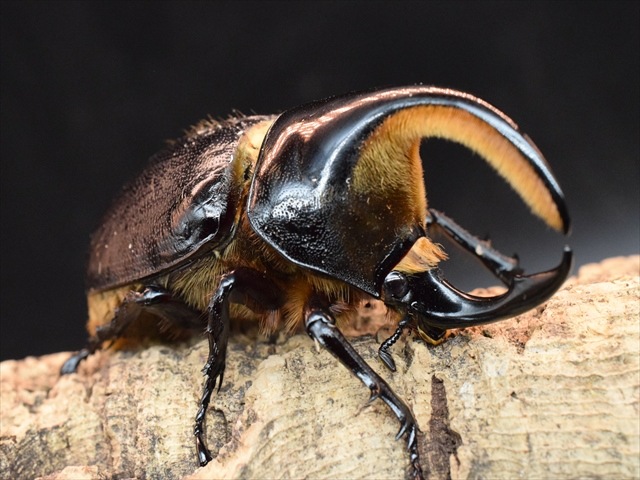 【新成虫】サタンオオカブト86ｍｍペア