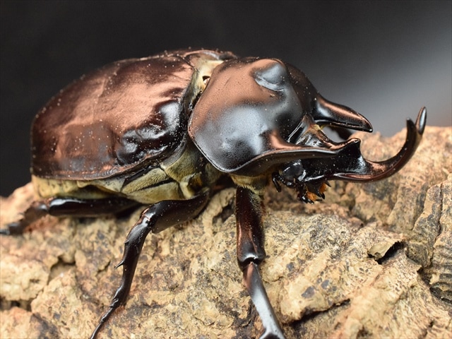 【成虫ペア】アクティオンゾウカブト(アクタエオンゾウカブト)【新成虫】