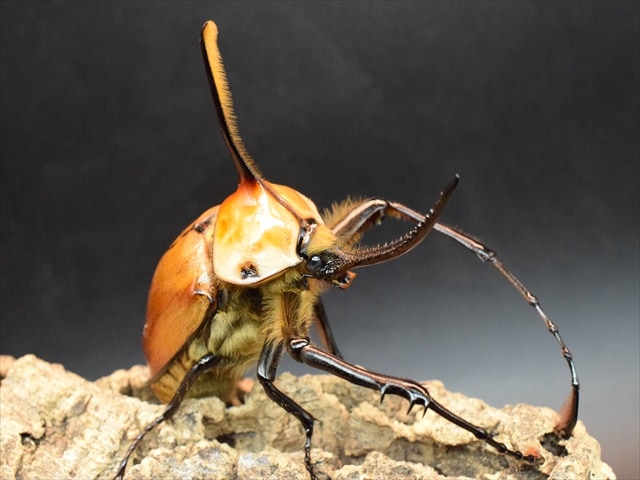【成虫ペア】ゴロファポルテリ（ノコギリタテヅノカブト）【新成虫LLサイズ】