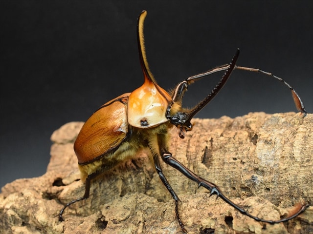 【成虫ペア】ゴロファポルテリ（ノコギリタテヅノカブト）【新成虫Lサイズ】