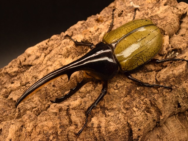 【新成虫】ＤＨヘラクレス136ｍｍペア