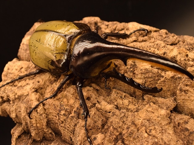 【新成虫】ＤＨヘラクレス138ｍｍペア