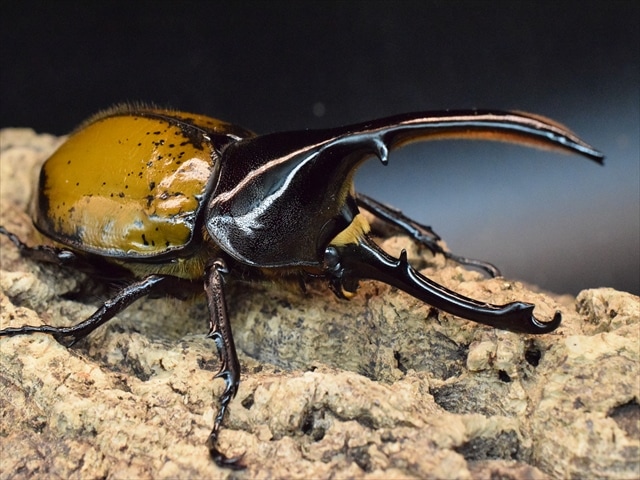 【希少】ヘラクレスリッキー123ｍｍペア【ウカヤリ産】