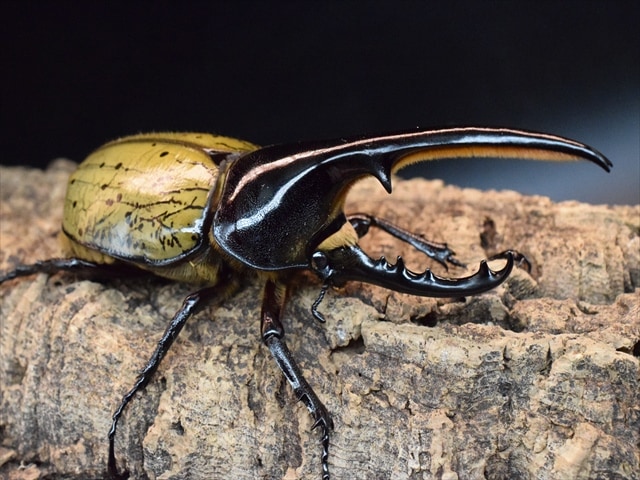 【新成虫】ＤＨヘラクレス127ｍｍペア