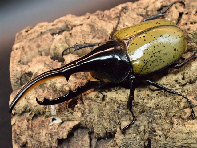 【新成虫】ＤＨヘラクレス143ｍｍペア