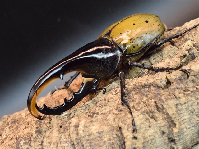 【新成虫】ＤＨヘラクレス117ｍｍペア